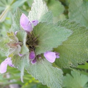 Photographie n°2284470 du taxon Lamium purpureum L. [1753]