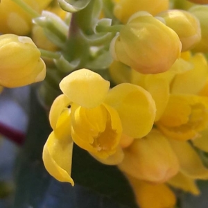 Photographie n°2284474 du taxon Berberis aquifolium Pursh [1814]