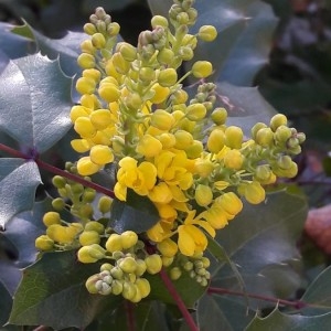 Photographie n°2284475 du taxon Berberis aquifolium Pursh [1814]