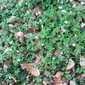 Photographie n°2284487 du taxon Anemone nemorosa L. [1753]