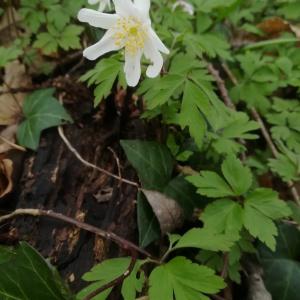 Photographie n°2284488 du taxon Anemone nemorosa L. [1753]