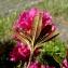  Alain Bigou - Rhododendron ferrugineum L. [1753]