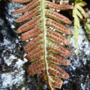 Photographie n°2284579 du taxon Polypodium cambricum L. [1753]