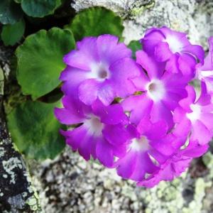 Photographie n°2284588 du taxon Primula hirsuta All. [1773]