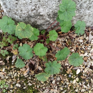 Photographie n°2284602 du taxon Geranium rotundifolium L. [1753]