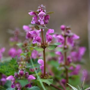 Photographie n°2284615 du taxon Lamium maculatum (L.) L. [1763]