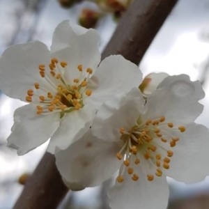 Photographie n°2284685 du taxon Prunus domestica L. [1753]