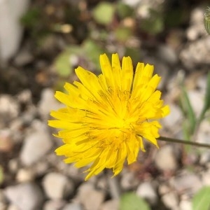 Photographie n°2284695 du taxon Crepis sancta (L.) Bornm. [1913]