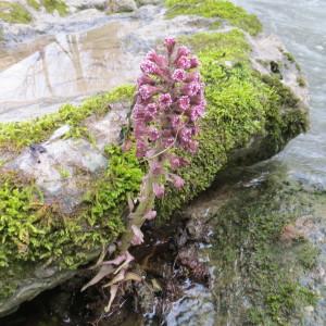Photographie n°2284724 du taxon Petasites hybridus (L.) G.Gaertn., B.Mey. & Scherb. [1801]