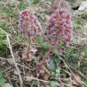 Photographie n°2284726 du taxon Petasites hybridus (L.) G.Gaertn., B.Mey. & Scherb. [1801]