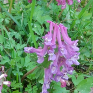 Photographie n°2284731 du taxon Corydalis solida (L.) Clairv.