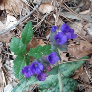 Photographie n°2284735 du taxon Pulmonaria officinalis L. [1753]