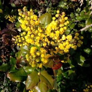 Photographie n°2284748 du taxon Berberis aquifolium Pursh [1814]