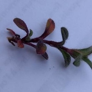 Photographie n°2284791 du taxon Cerastium pumilum Curtis [1777]