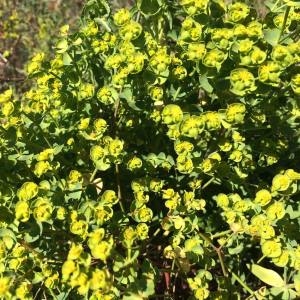  - Euphorbia graminifolia Vill. [1786]