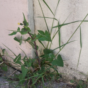 Photographie n°2284801 du taxon Sonchus oleraceus L.