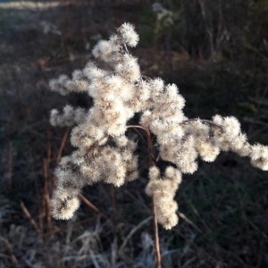 Photographie n°2284823 du taxon Solidago canadensis L. [1753]