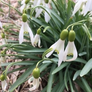 Photographie n°2284858 du taxon Galanthus nivalis L. [1753]