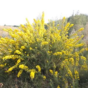 Photographie n°2284872 du taxon Ulex europaeus L. [1753]