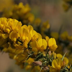 Photographie n°2284873 du taxon Ulex europaeus L. [1753]