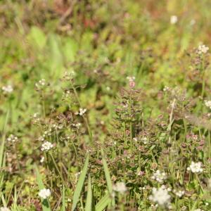 Photographie n°2284878 du taxon Teesdalia nudicaulis (L.) R.Br. [1812]