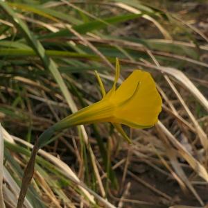 Photographie n°2284901 du taxon Narcissus bulbocodium L. [1753]