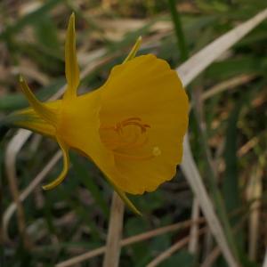 Photographie n°2284902 du taxon Narcissus bulbocodium L. [1753]
