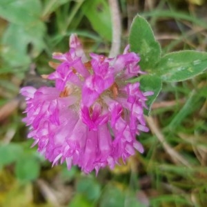 Photographie n°2284914 du taxon Trifolium pratense L. [1753]