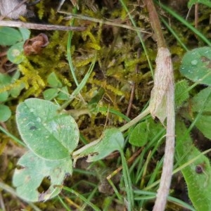 Photographie n°2284915 du taxon Trifolium pratense L. [1753]