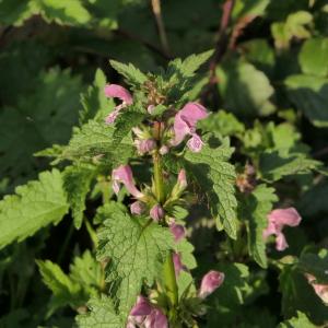 Photographie n°2284930 du taxon Lamium maculatum (L.) L. [1763]