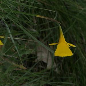 Photographie n°2284931 du taxon Narcissus bulbocodium L. [1753]