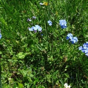 Photographie n°2284936 du taxon Myosotis alpestris F.W.Schmidt [1794]