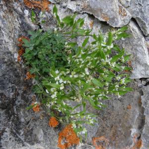 Draba dubia subsp. nevadensis (Pau) Molero Mesa & Perez de la Rosa (Drave à pédicelle glabre)