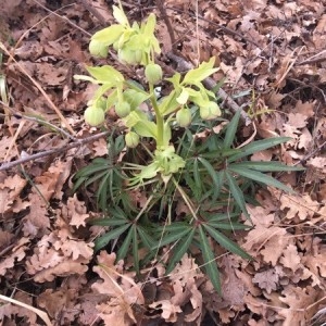 Photographie n°2285043 du taxon Helleborus foetidus L. [1753]