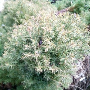 Photographie n°2285048 du taxon Juniperus communis L. [1753]