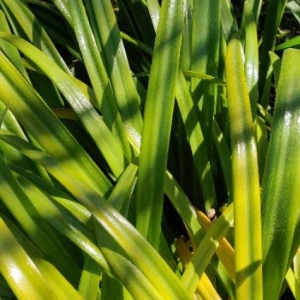 Photographie n°2285061 du taxon Hemerocallis fulva (L.) L. [1762]