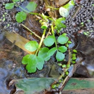 Photographie n°2285102 du taxon Nasturtium officinale R.Br. [1812]