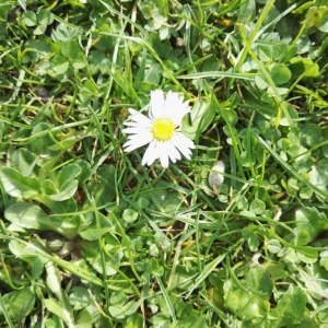 Photographie n°2285110 du taxon Bellis perennis L. [1753]