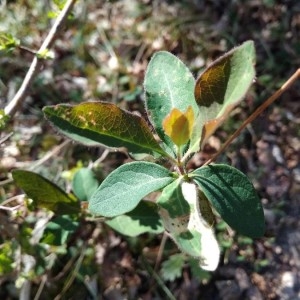 Photographie n°2285132 du taxon Lonicera xylosteum L. [1753]
