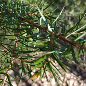 Photographie n°2285138 du taxon Juniperus communis L. [1753]