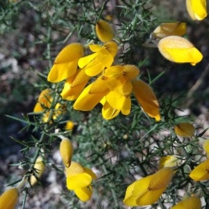 Photographie n°2285141 du taxon Ulex europaeus L. [1753]