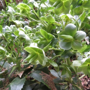 Photographie n°2285235 du taxon Helleborus argutifolius Viv. [1824]