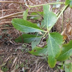 Photographie n°2285239 du taxon Helleborus argutifolius Viv. [1824]