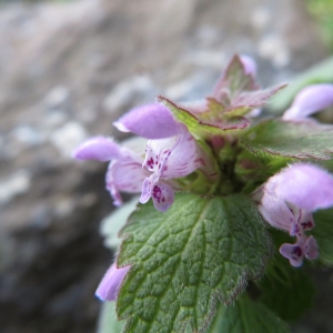 Photographie n°2285243 du taxon Lamium purpureum L. [1753]