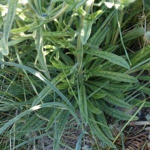 Photographie n°2285316 du taxon Echium vulgare L. [1753]