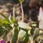  Liliane Roubaudi - Polygala myrtifolia L. [1753]