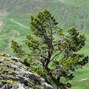 Photographie n°2285433 du taxon Pinus mugo subsp. uncinata (Ramond ex DC.) Domin [1936]