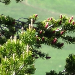 Photographie n°2285435 du taxon Pinus mugo subsp. uncinata (Ramond ex DC.) Domin [1936]