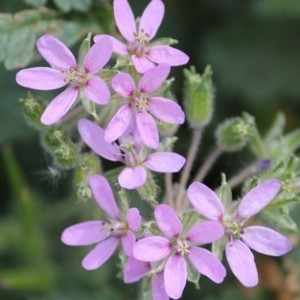 Photographie n°2285478 du taxon Erodium moschatum (L.) L'Hér. [1789]