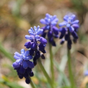 Photographie n°2285484 du taxon Muscari neglectum Guss. ex Ten.